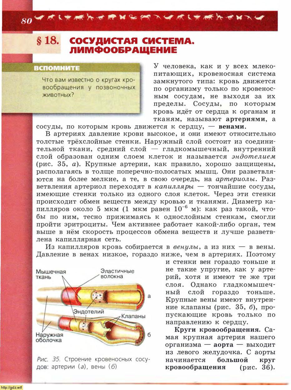 Биология за 8-ой класс - В.В.Пасечник, А.А. Каменский. Биология. Линия ...