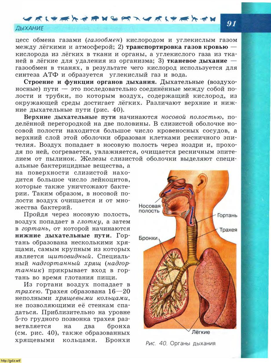Биология за 8-ой класс - В.В.Пасечник, А.А. Каменский. Биология. Линия ...