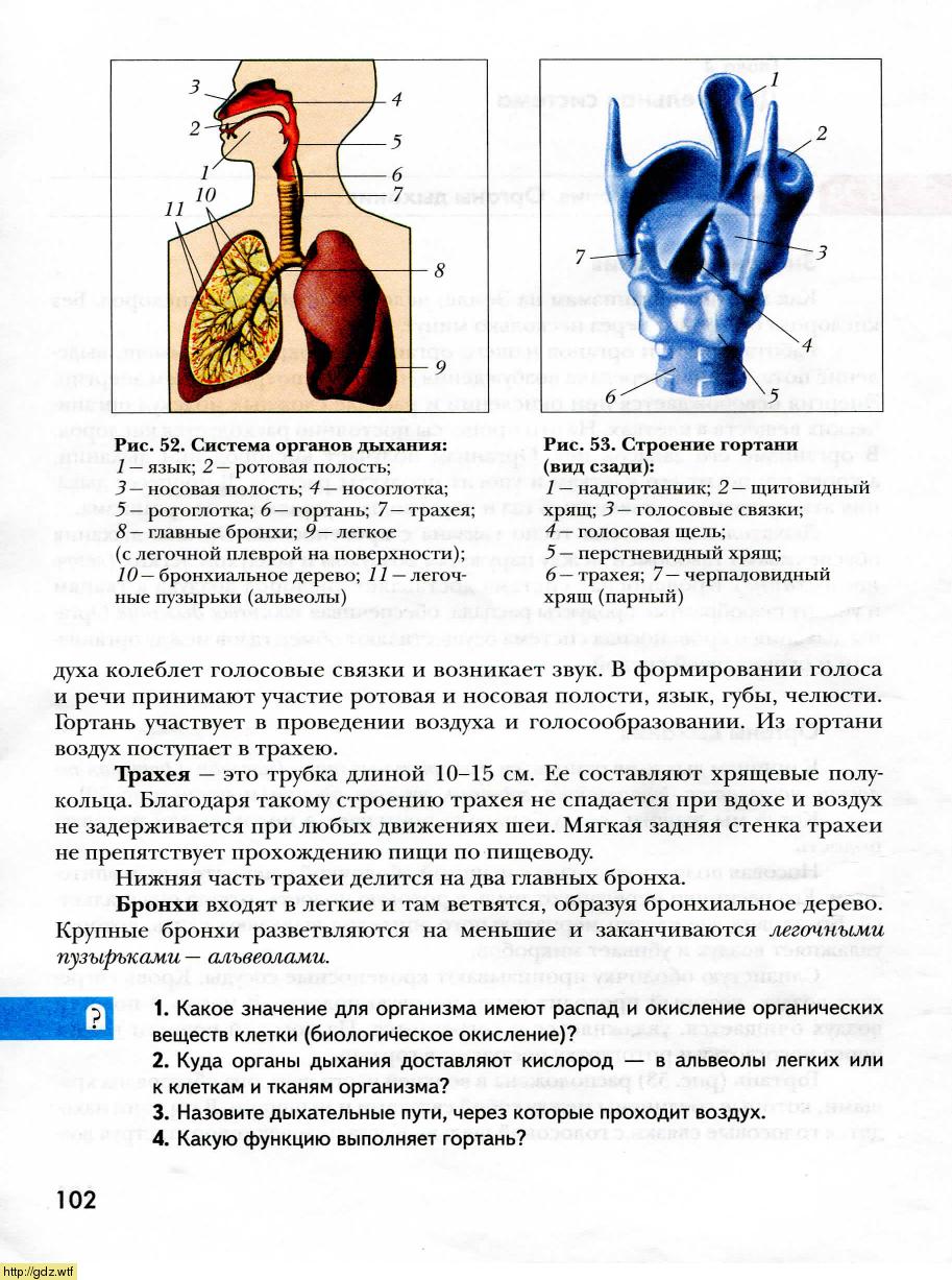 Биология за 8-ой класс - А.Г. Драгомилов, Р.Д. Маш. Биология 8-ой класс ...