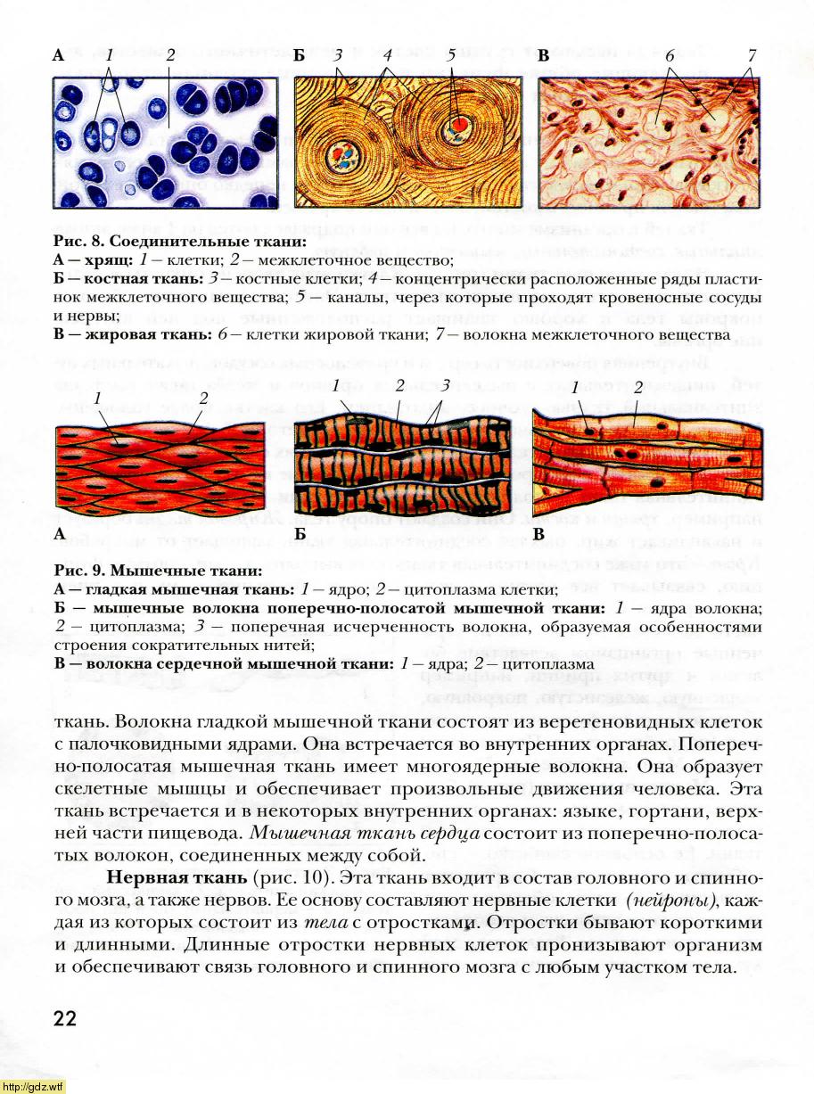 Мышечная ткань клетки и межклеточное вещество