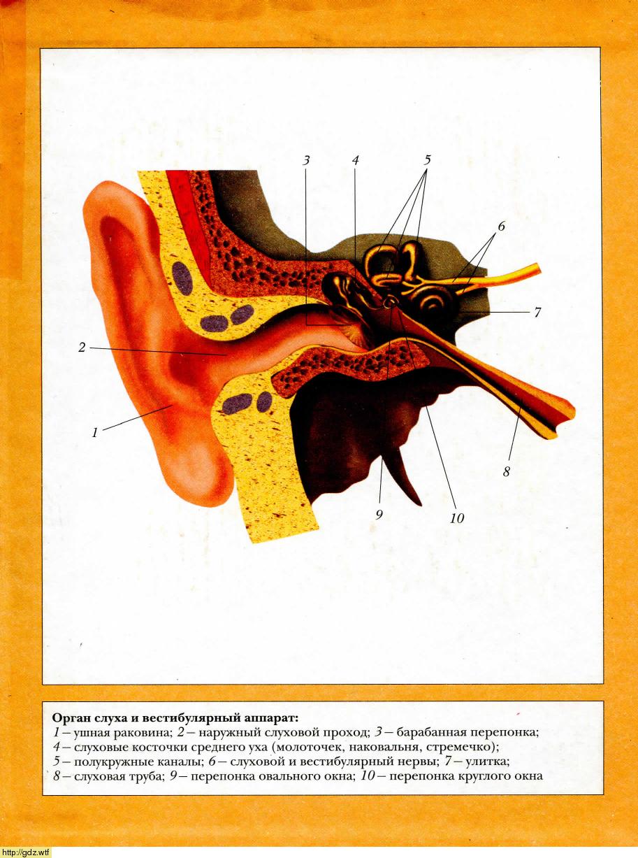 Ухо биология 8 класс