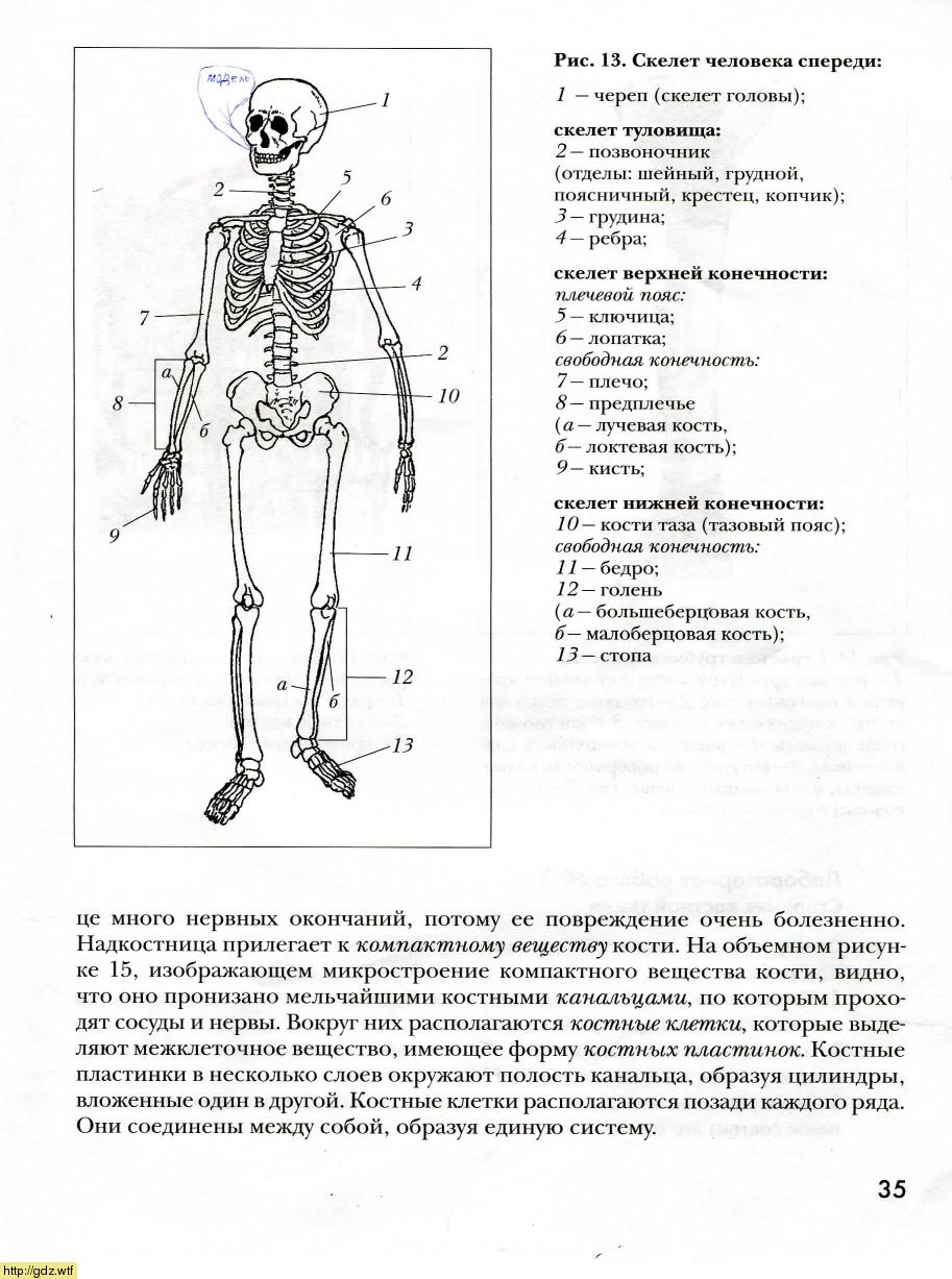 Скелет человека 8 класс биология из учебника