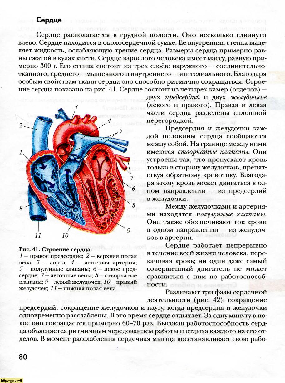 Строение сердца учебник 8 класса биология