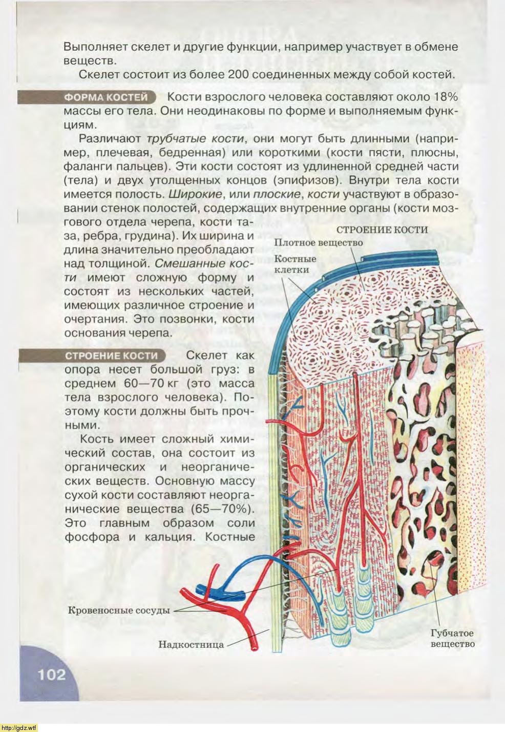 Биология за 8-ой класс - Н.И. Сонин, М.Р. Сапин. Биология.Человек. 8-ой ...