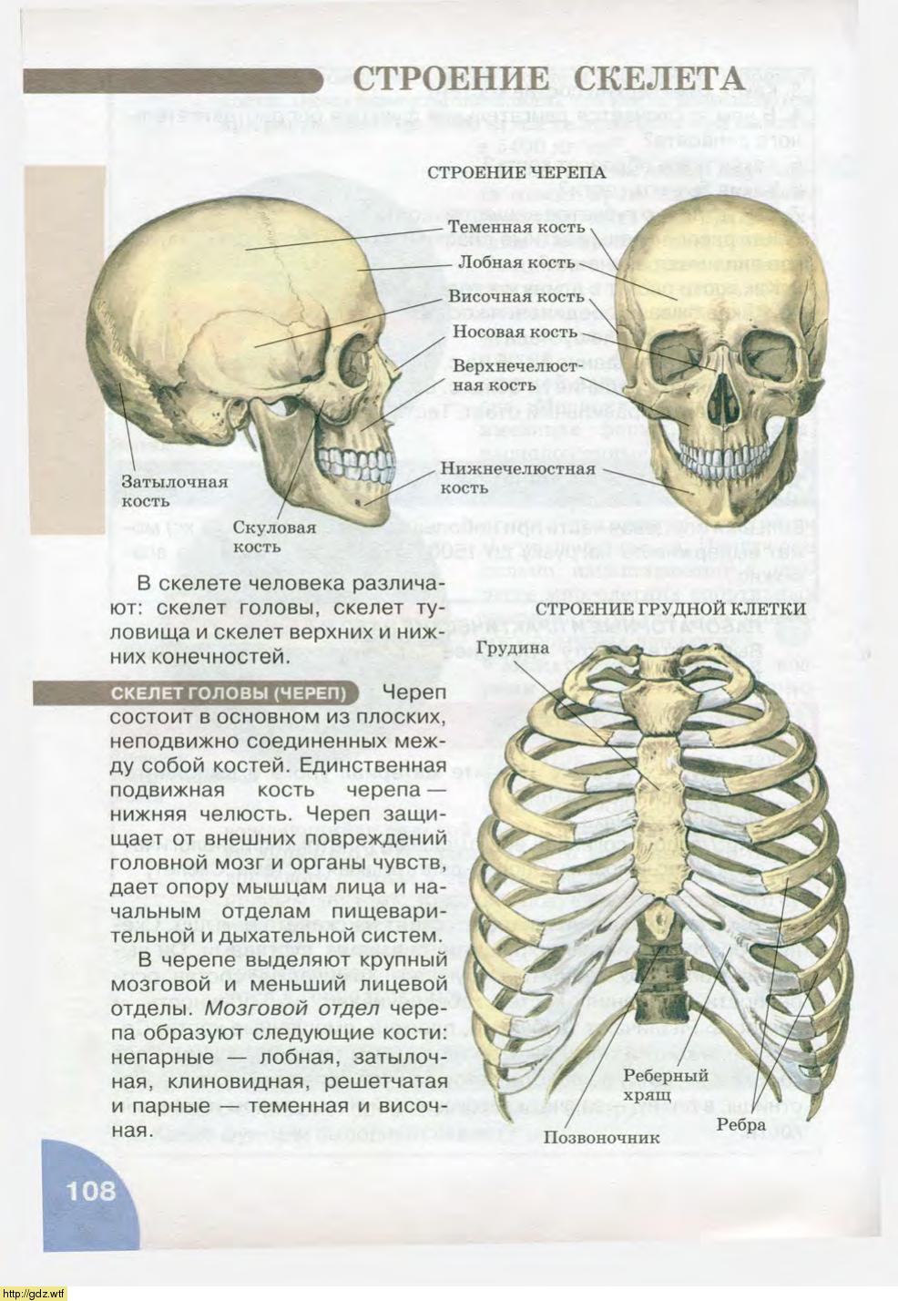 Строение скелета головы биология 8 класс