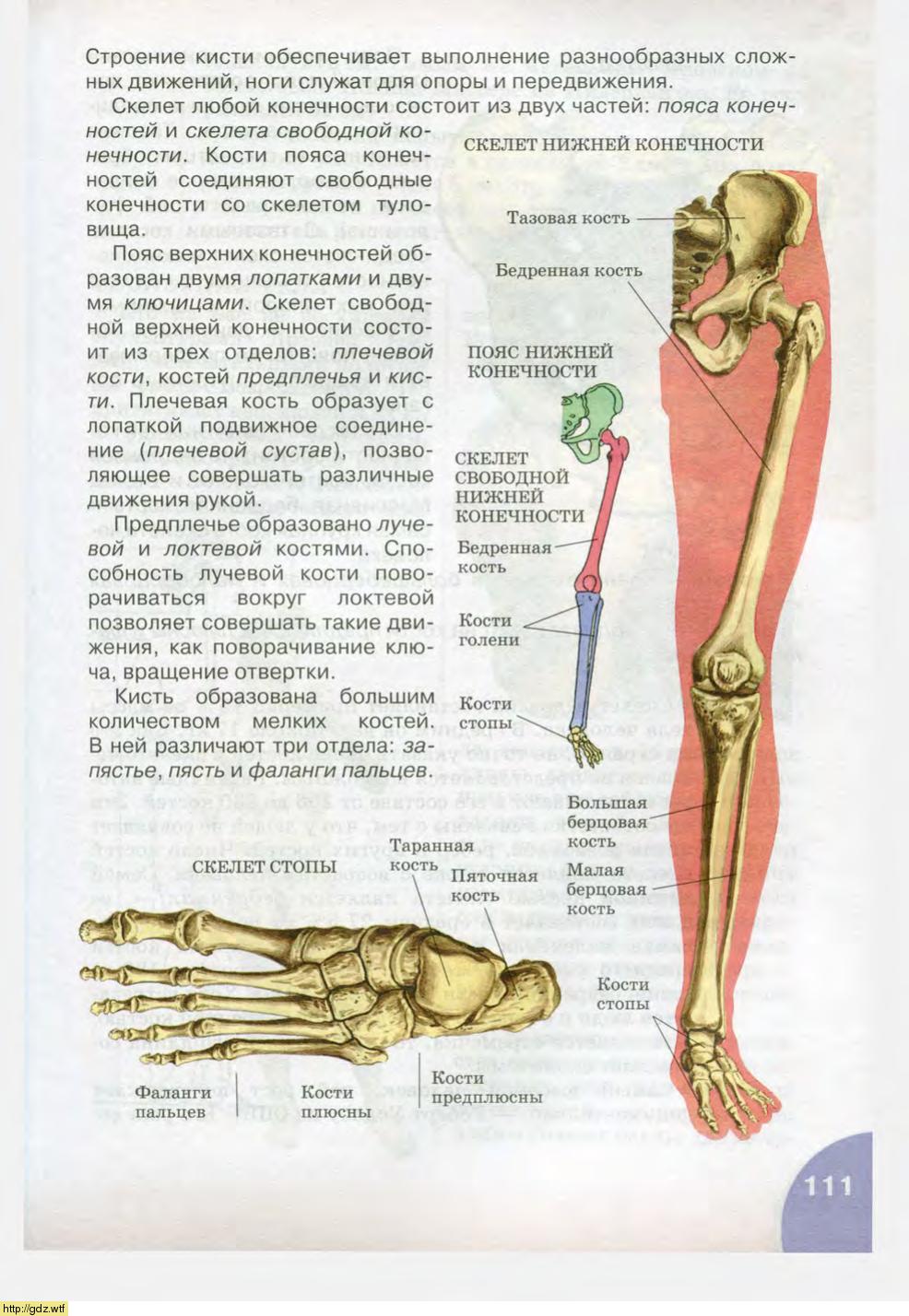 Скелет нижней конечности биология 8 класс