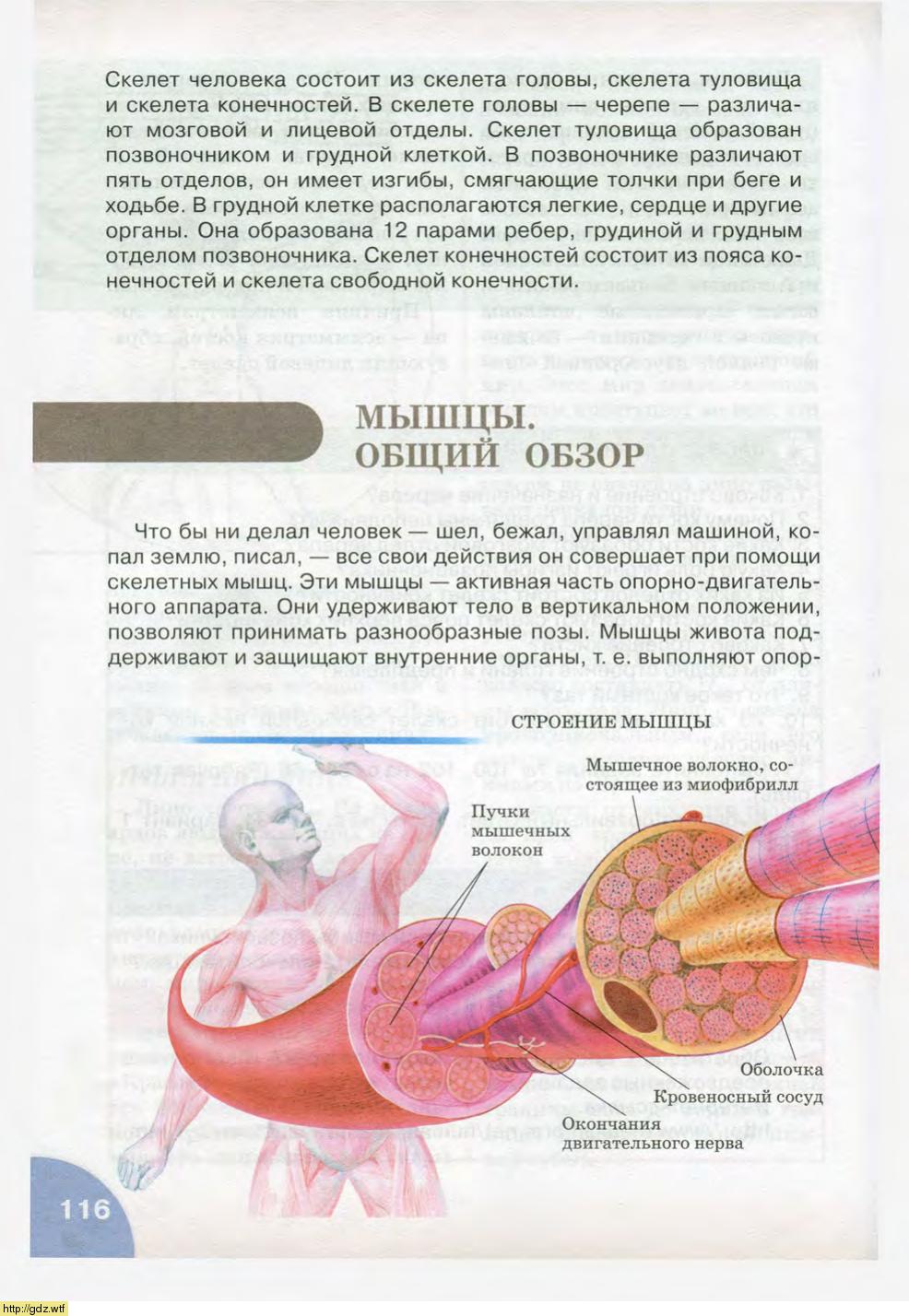 Биология за 8-ой класс - Н.И. Сонин, М.Р. Сапин. Биология.Человек. 8-ой ...