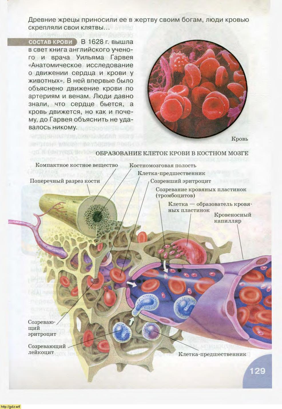 Биология за 8-ой класс - Н.И. Сонин, М.Р. Сапин. Биология.Человек. 8-ой ...