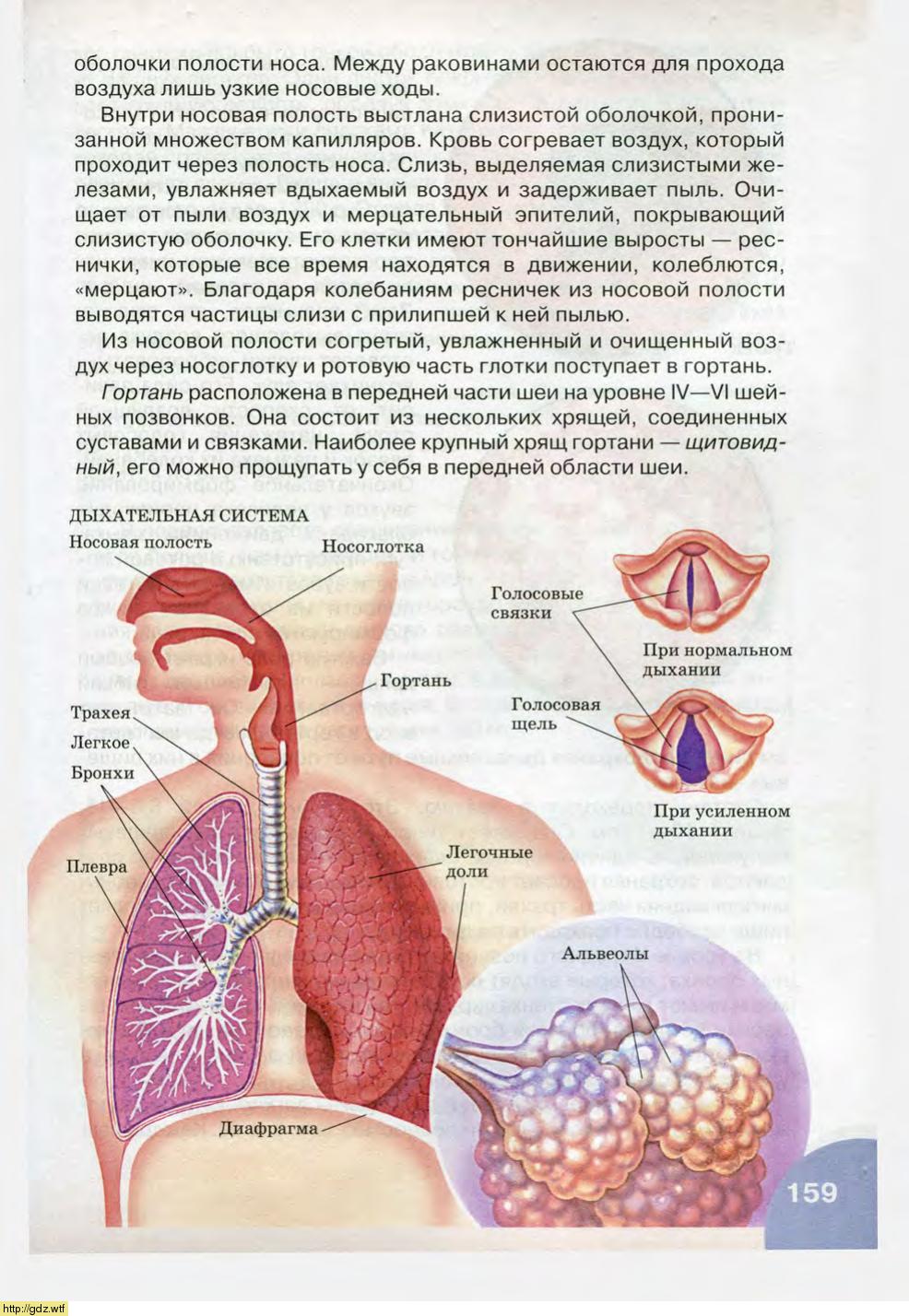 Воздух из гортани попадает в. Строение органов дыхания. Анатомия и физиология органов дыхания. Из гортани воздух поступает в. При вдохе воздух из гортани поступает в.