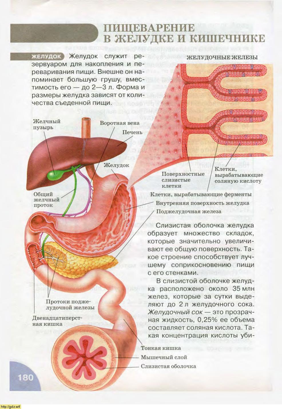 желчные кислоты в стуле