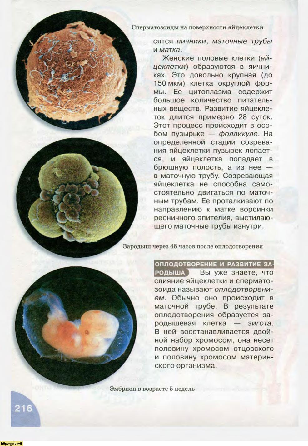 Развитие зародыша клеточный