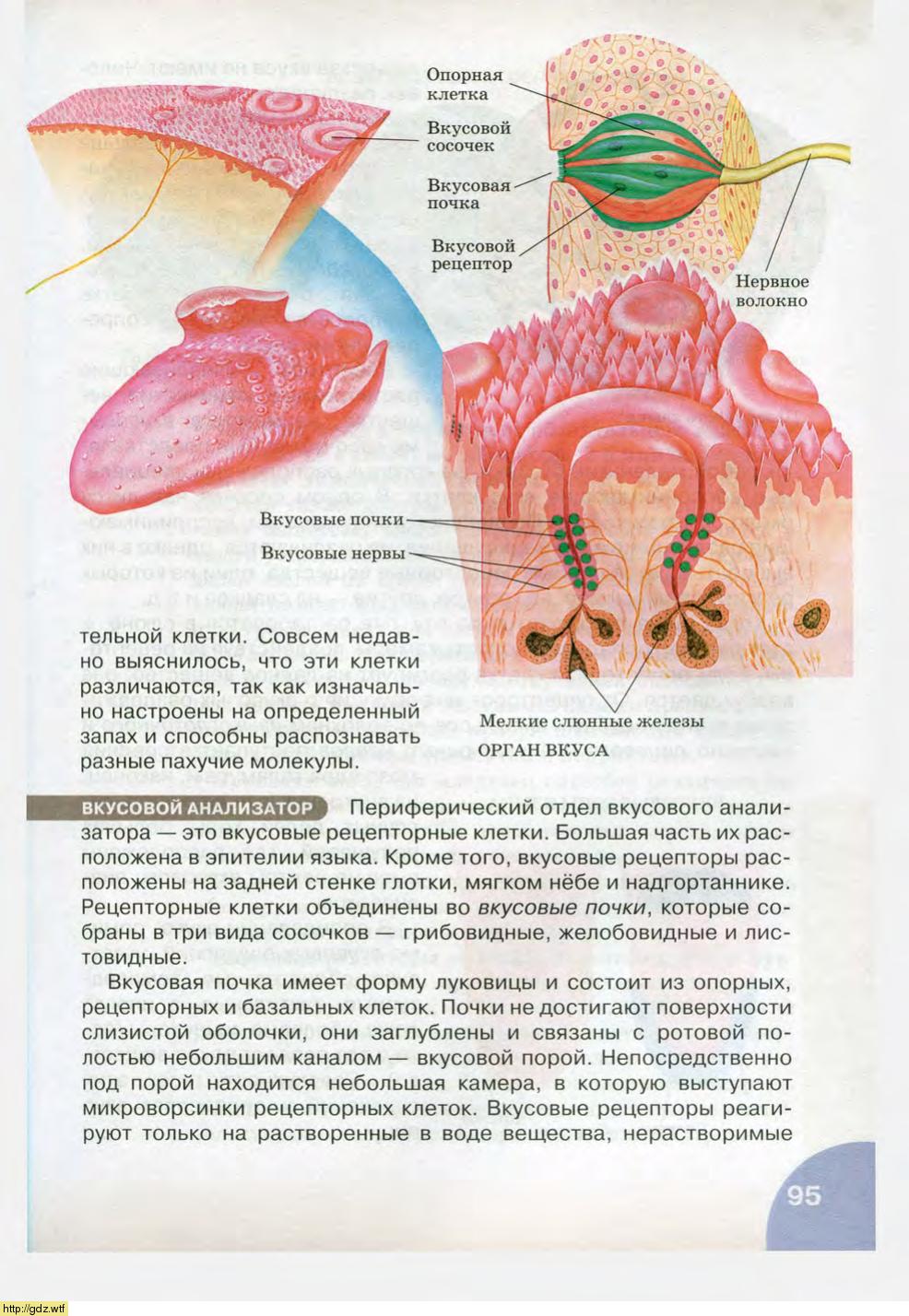 Биология за 8-ой класс - Н.И. Сонин, М.Р. Сапин. Биология.Человек. 8-ой ...