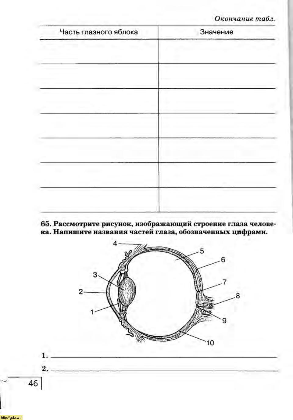 Биология 8 класс рабочая тетрадь. Анализаторы биология 8 класс Сонин. Биология 8 класс рабочая тетрадь сони. Рабочая тетрадь по биологии 8 класс Сонин анатомия человека. Строение глазного яблока таблица 8.