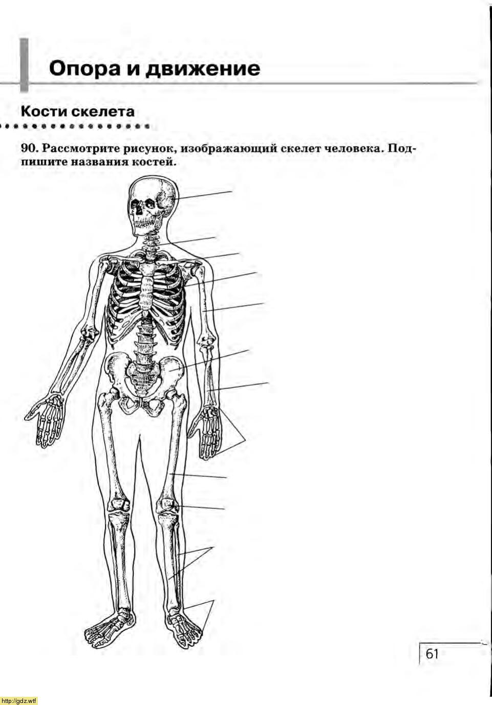 Кости скелета человека 8 класс биология