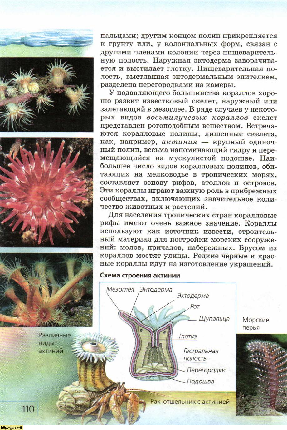 Особенности образа жизни коралловых полипов. Одиночный коралловый полип актиния. Схема строения актинии. Скелет коралловых полипов. Гастральная полость коралловых полипов.