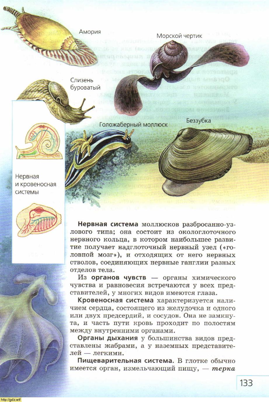 Органы химического чувства у моллюсков