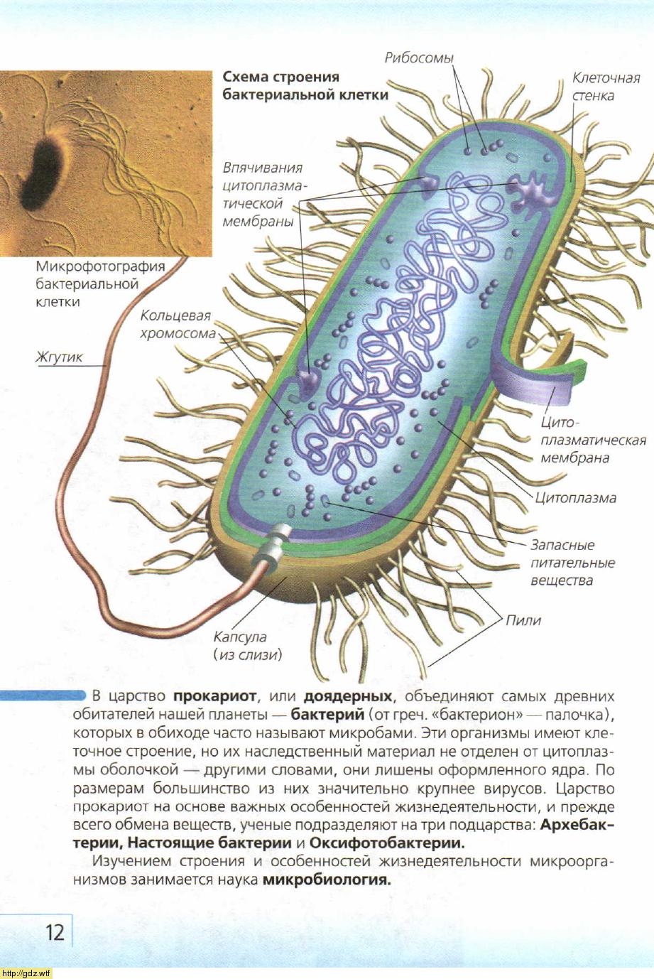 Схема строения бактериальной клетки микробиология
