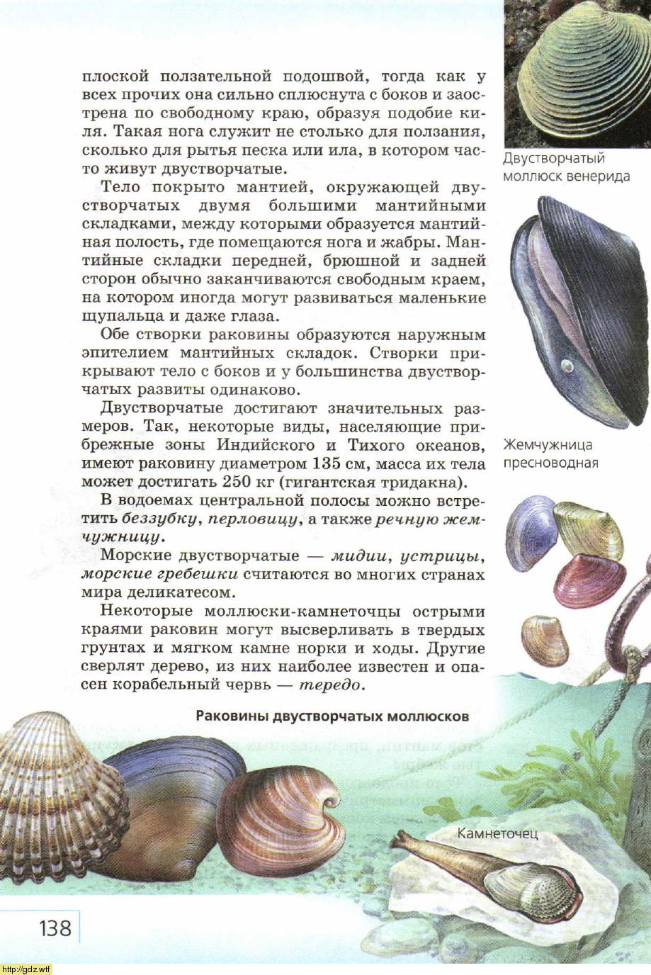 Жемчужница моллюск биология 7 класс
