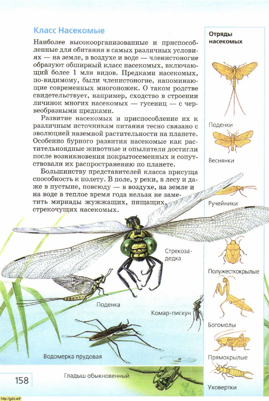 Предки насекомых