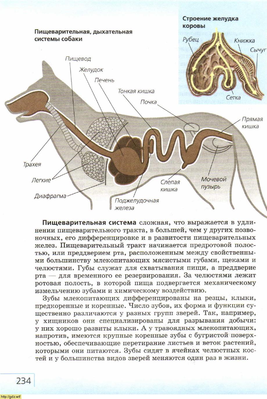 Схема органов пищеварительной системы у собаки