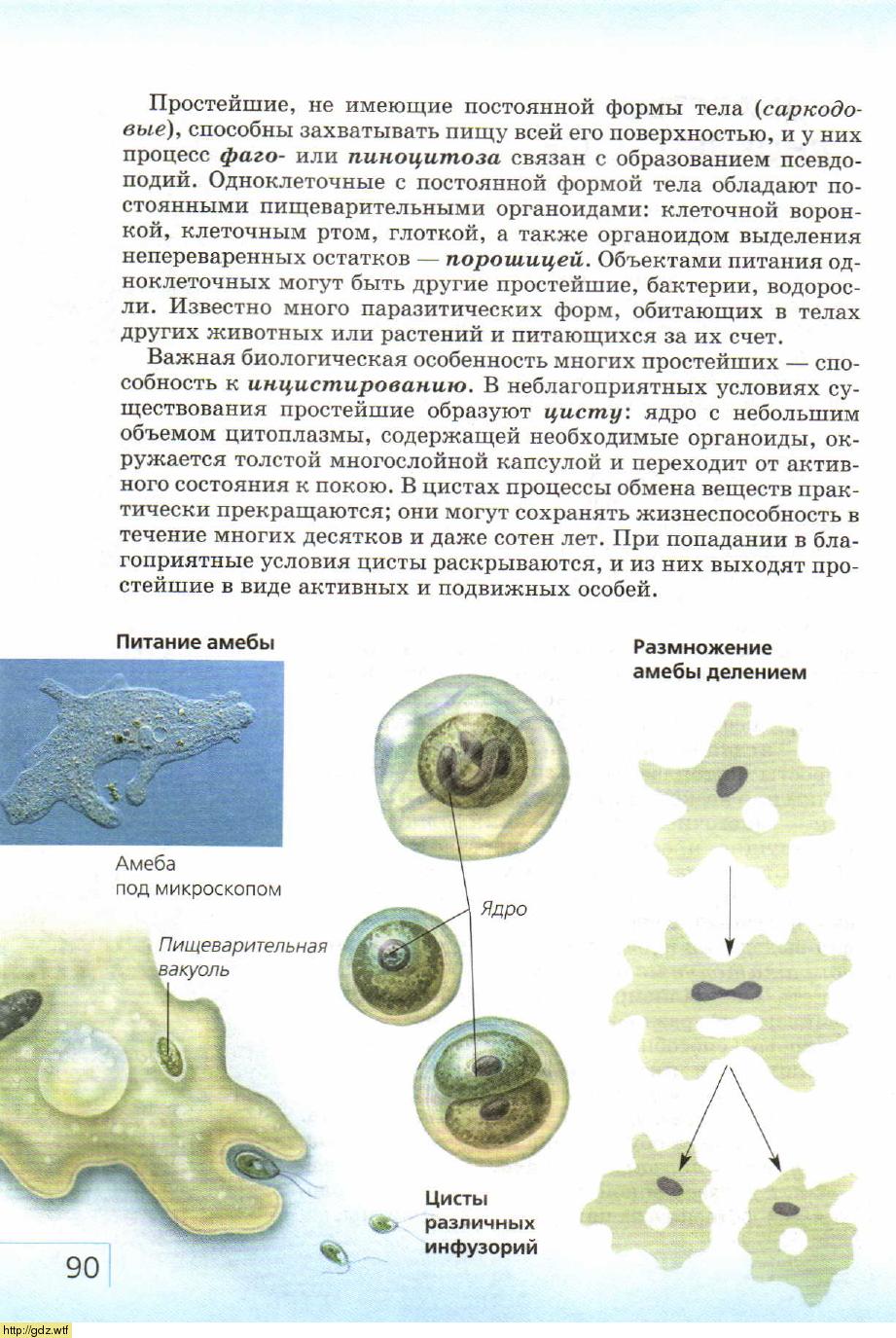 Биология 7 8 класс. Инцистирование амебы. Простейшие ЕГЭ биология. Пищевая цепь амебы. При неблагоприятных условиях простейшие образуют.