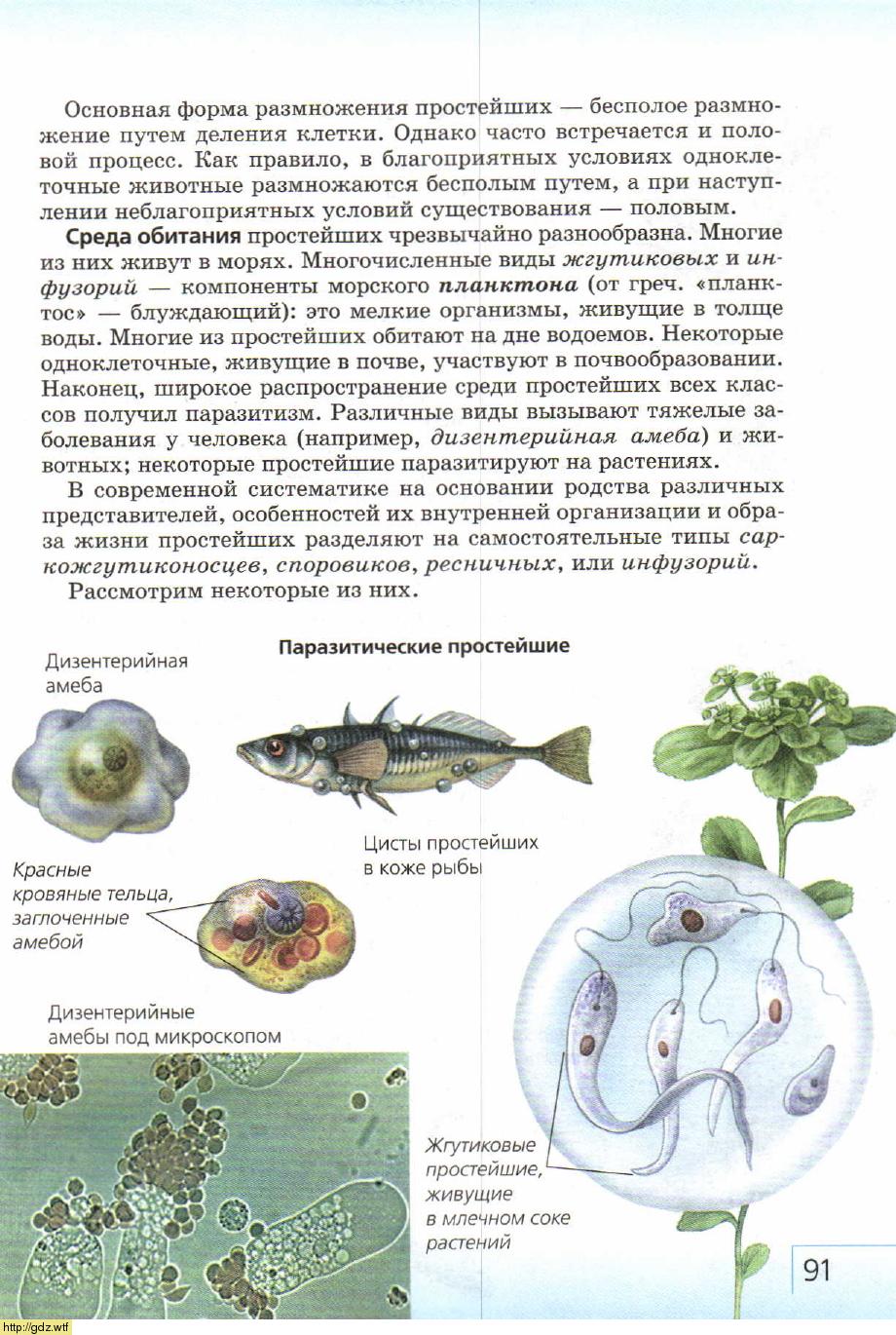 Жизнь без простейших. Жизненный цикл амебы схема. Дизентерийная амеба. Вегетативная форма амебы. Вегетативная форма дизентерийной амебы.