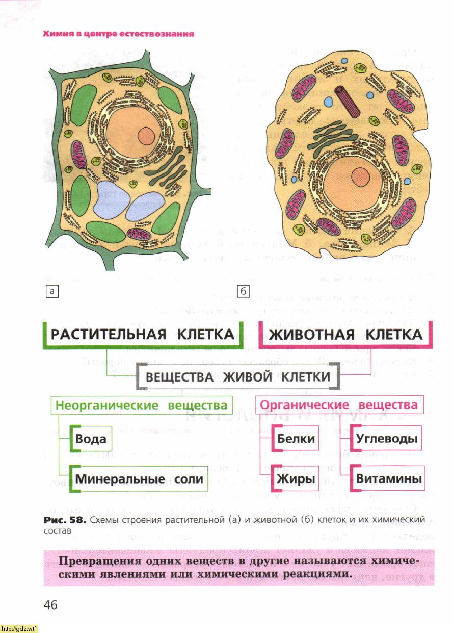 Схема вещества клеток растений