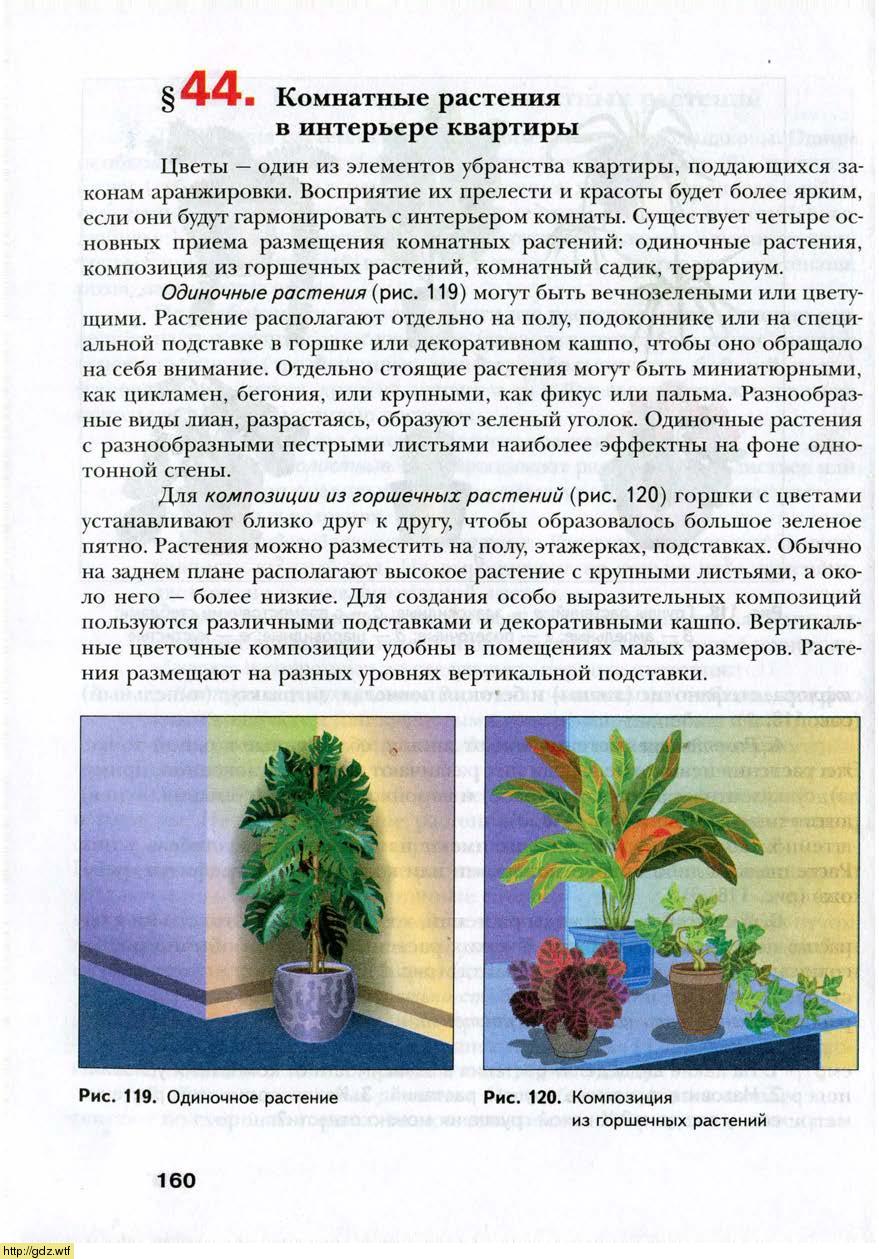 комнатные растения в интерьере 7 класс технология