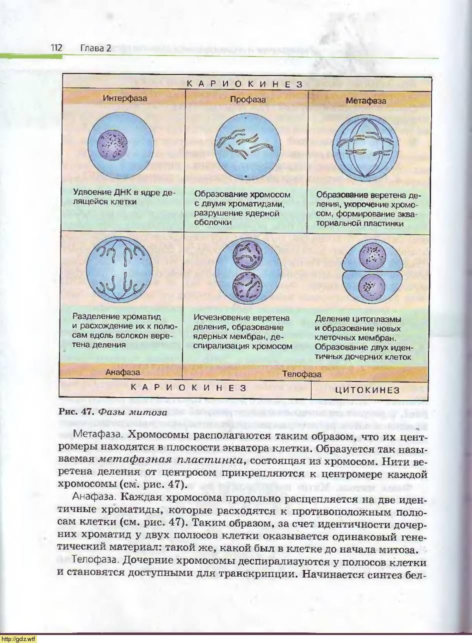 Биология за 10-ый класс - А.А. Каменский, Е.А. Криксунов. Общая ...