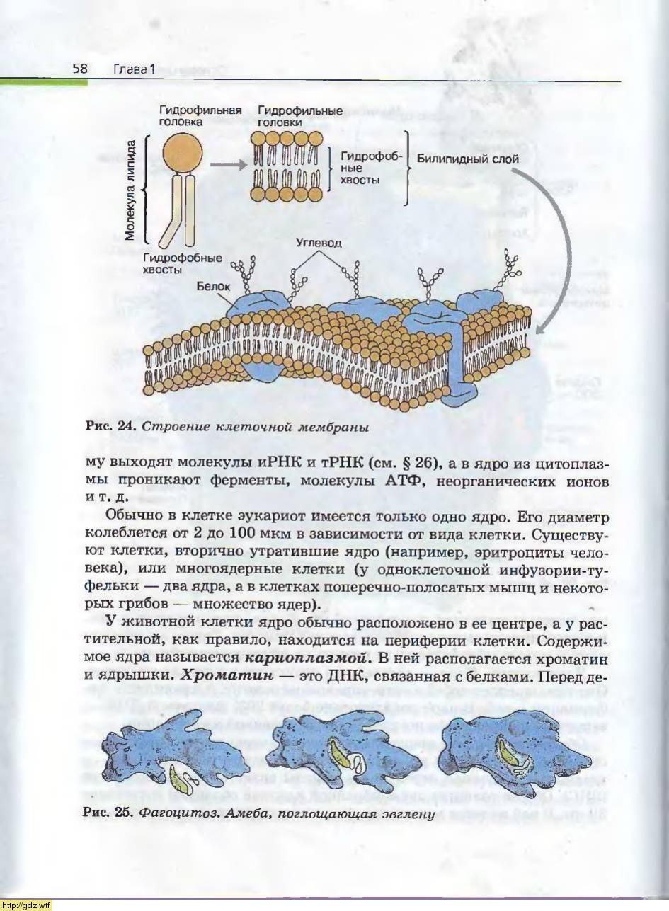 Биология за 10-ый класс - А.А. Каменский, Е.А. Криксунов. Общая ...