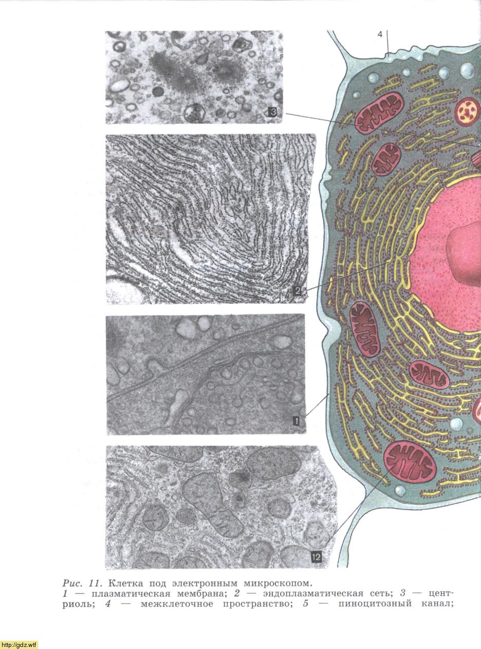 фотографии органоидов клетки под микроскопом