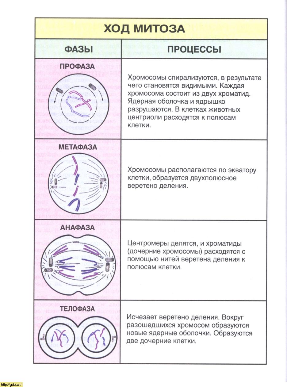 Процесс деления клетки этапы