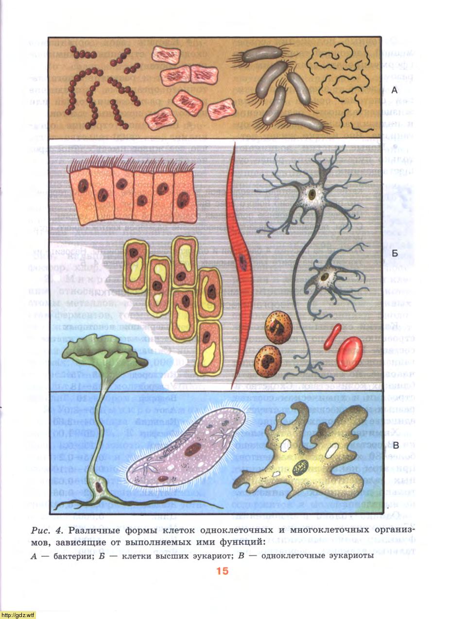 Формы клеток одноклеточных и многоклеточных организмов