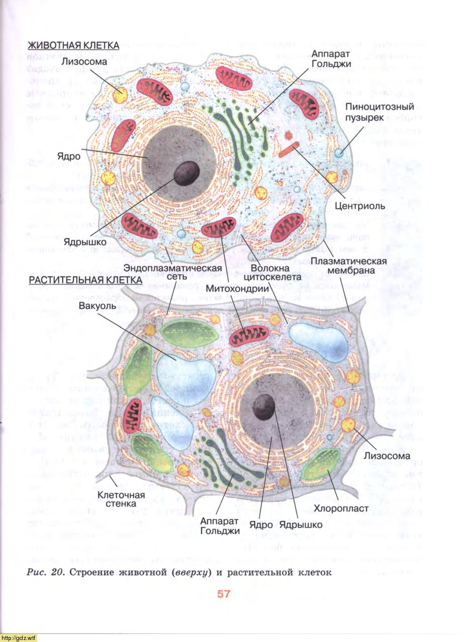 Строение растительной клетки и животной клетки