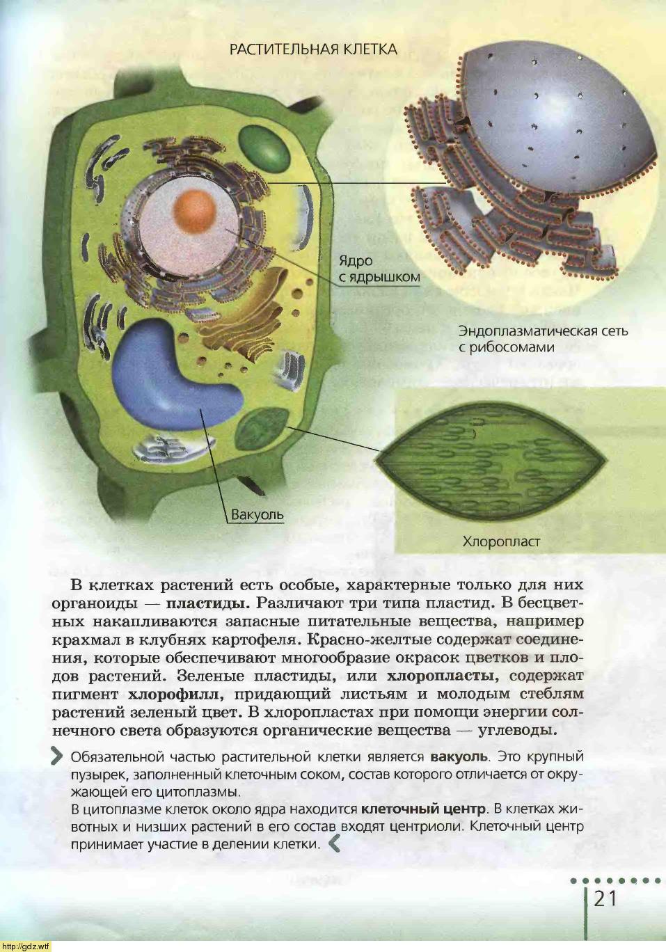 Строение растительной клетки 6 класс биология учебник