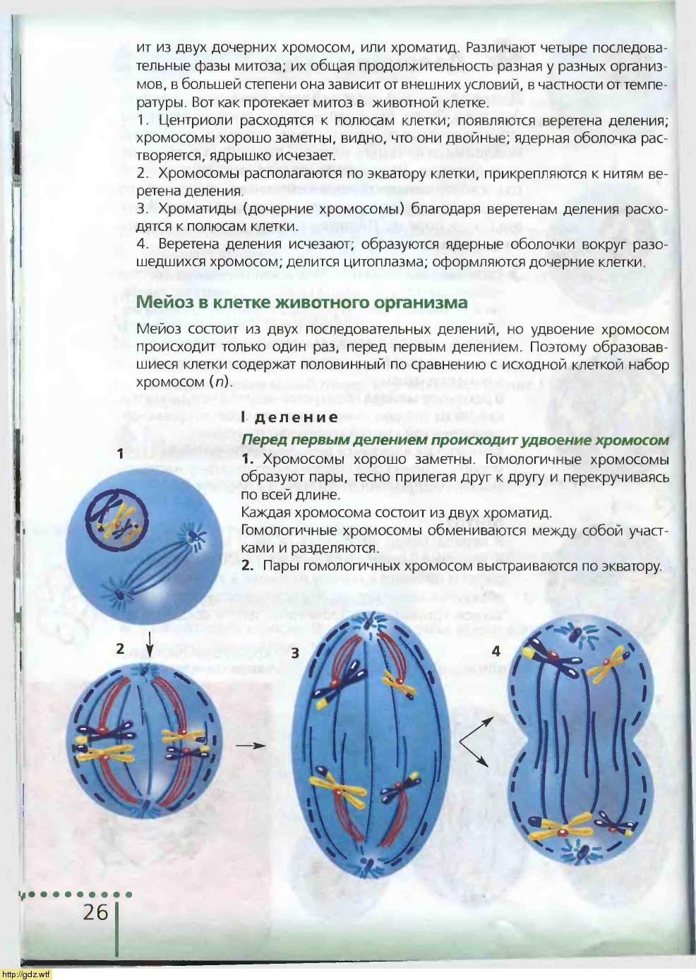 Биология за 6-ой класс - Н.И.Сонин. Биология 6-ой класс. Учебник. #24