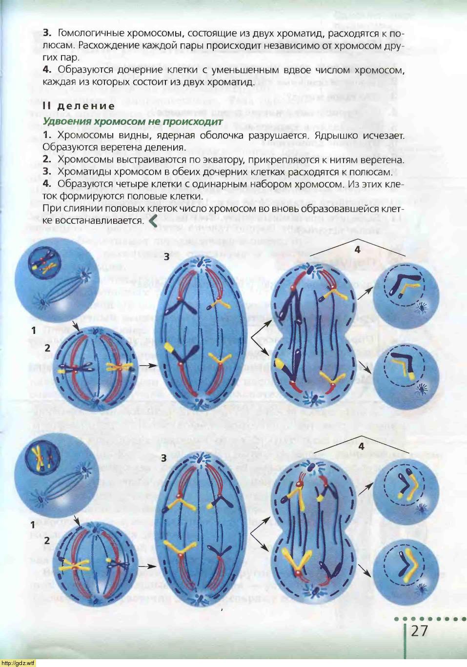 Биология за 6-ой класс - Н.И.Сонин. Биология 6-ой класс. Учебник. #25