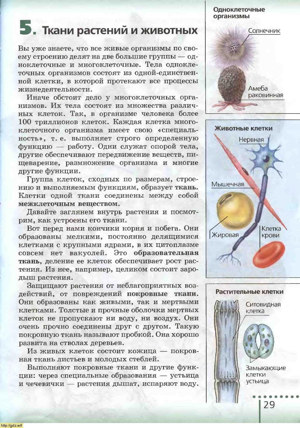 Биология за 6-ой класс - Н.И.Сонин. Биология 6-ой класс. Учебник. #27