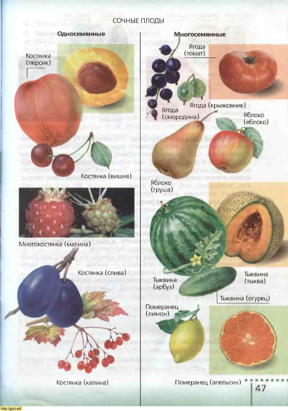 Основные группы плодов. Классификация плодов сочные многосемянные. Сочные многосемянные плоды биология. Сочные плоды односемянные и многосемянные. Плоды сухие и сочные односемянные и многосемянные.