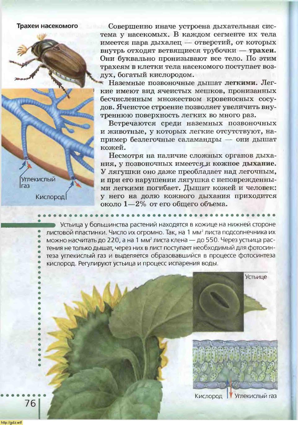 Биология за 6-ой класс - Н.И.Сонин. Биология 6-ой класс. Учебник. #74