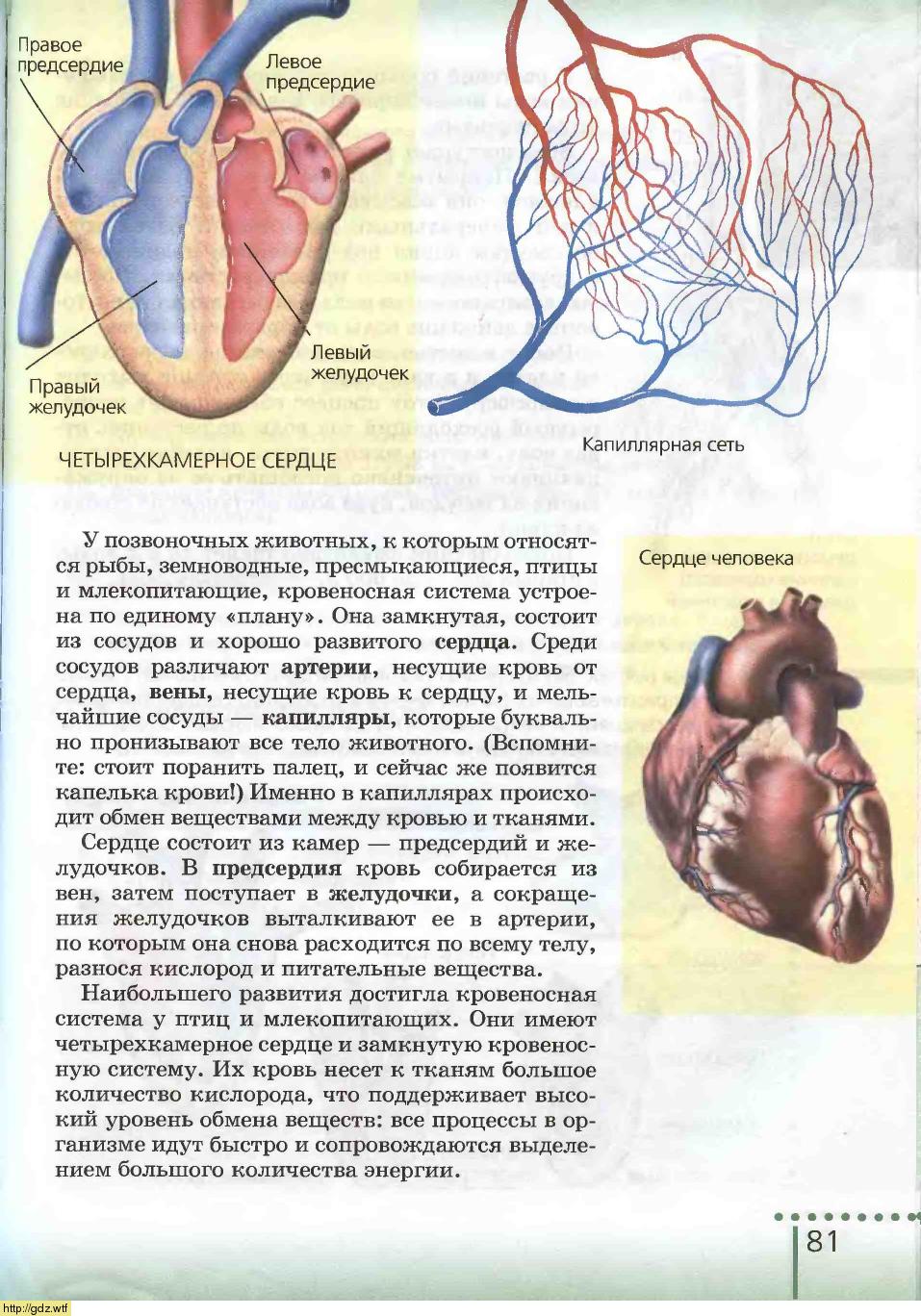 Биология за 6-ой класс - Н.И.Сонин. Биология 6-ой класс. Учебник. #79
