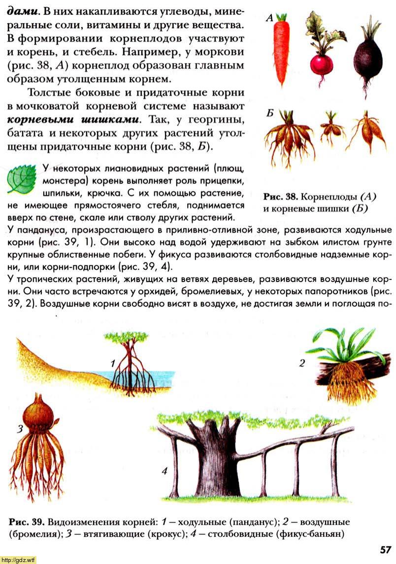 Технологическая карта по фгос по биологии 6 класс пономарева