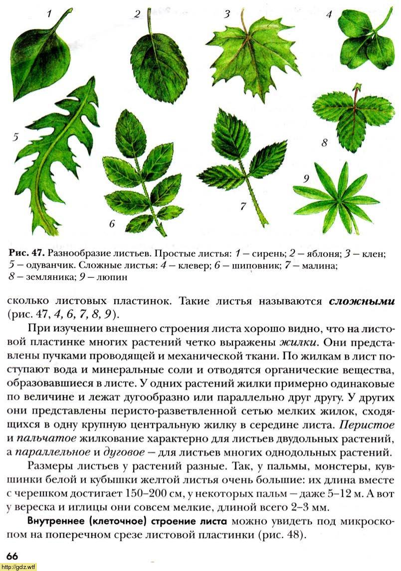 Тройчатосложный черешковый лист. Сложный лист рябины. Лист простой и сложный рисунок. Малина листорасположение. Растения со сложными листьями.