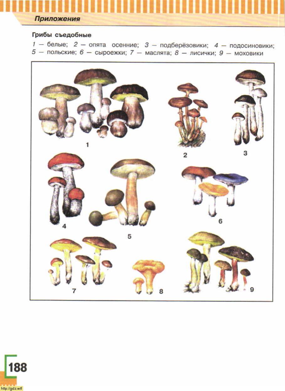 6 Класс ОБЖ съедобные грибы