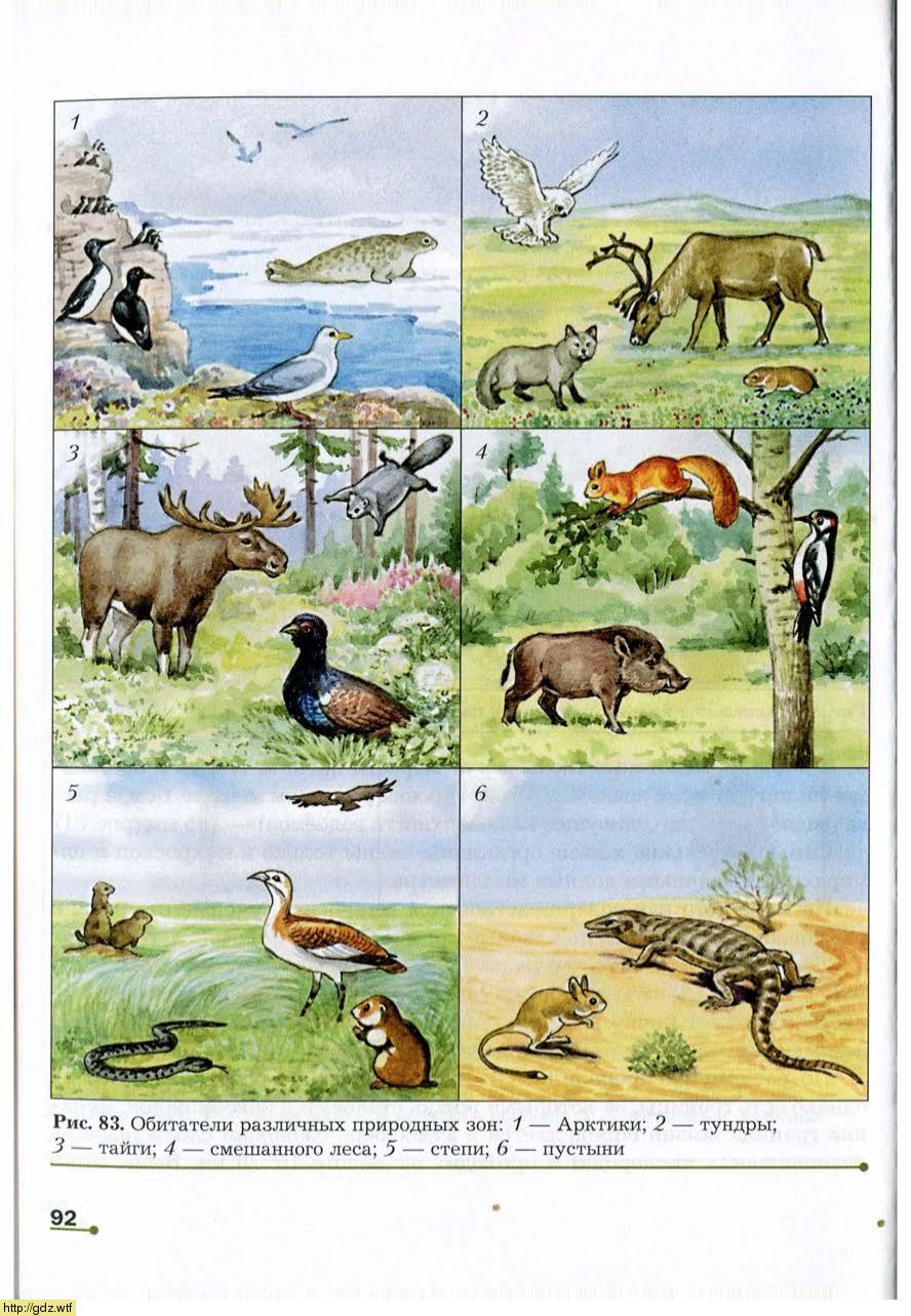 Животные разных природных зон