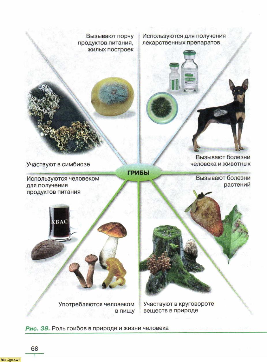 Схема таблица роль грибов в природе и жизни человека
