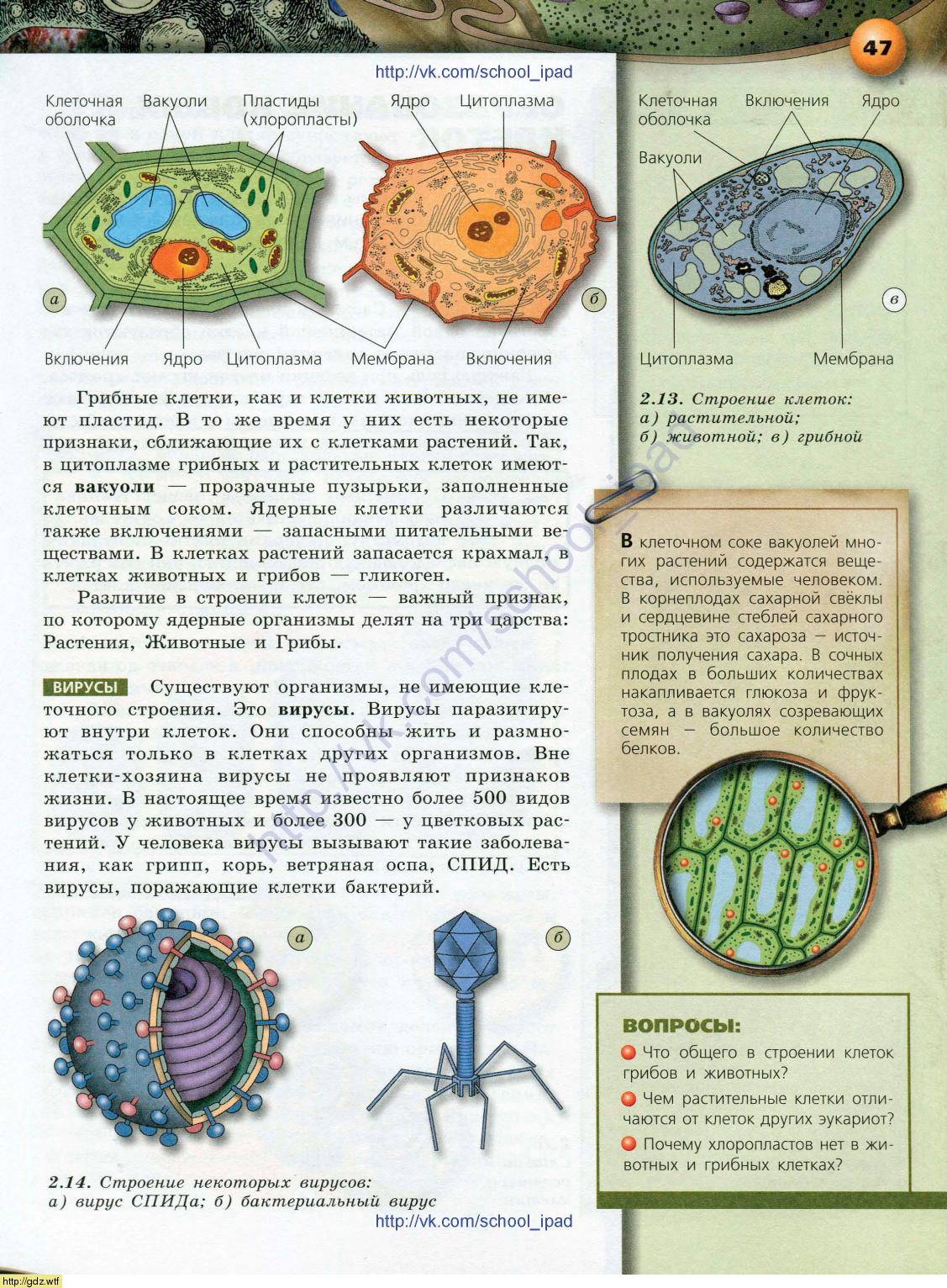 Учебник по биологии 10 класс растительная клетка